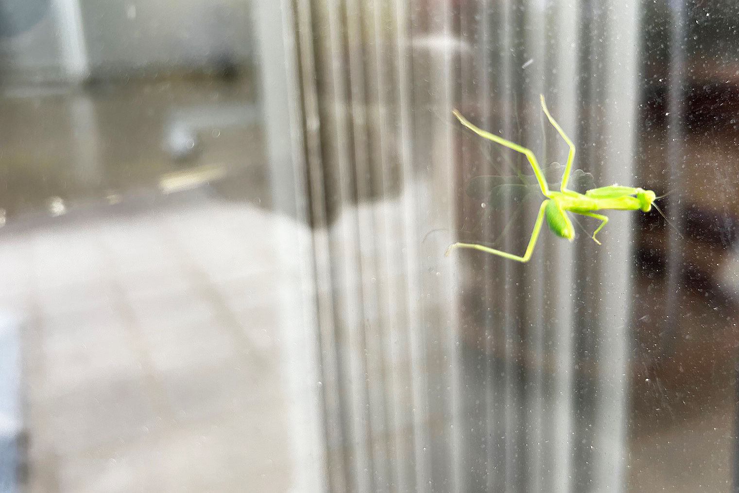 ご来店のお客様